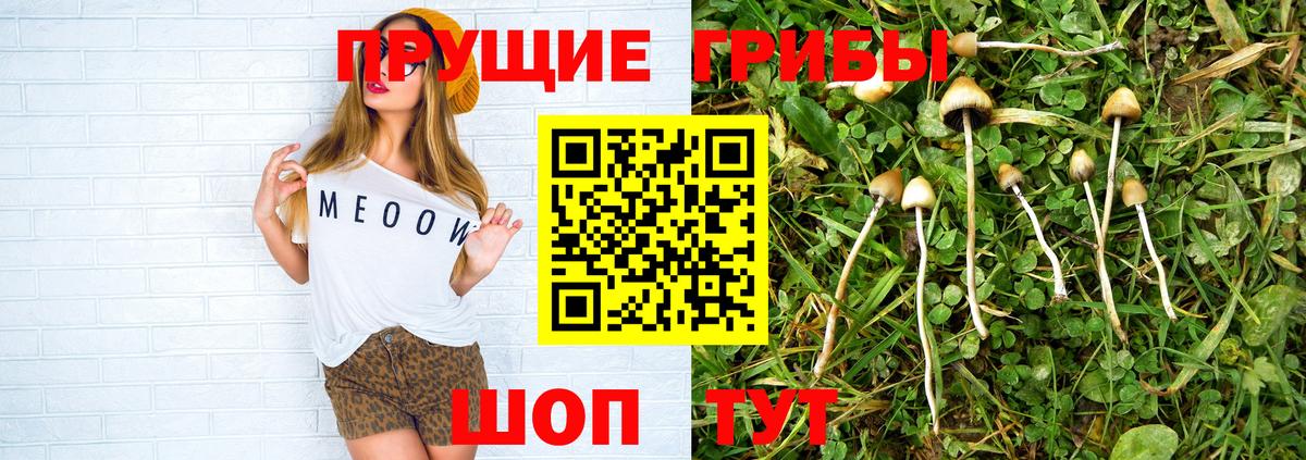 Галлюциногенные грибы GOLDEN TEACHER  купить наркоту  Тайшет  Вход с VPN 
